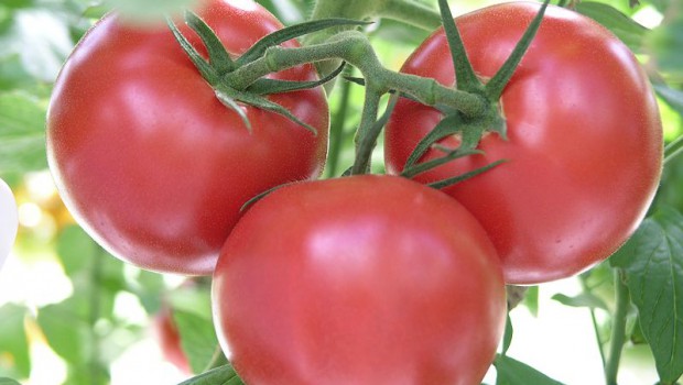 Manual del cultivo de Tomate en el huerto