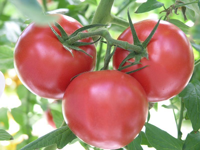 Manual del cultivo de Tomate en el huerto