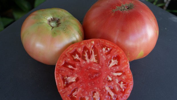 Cómo tener nuevas plantas de tomate en 15 días